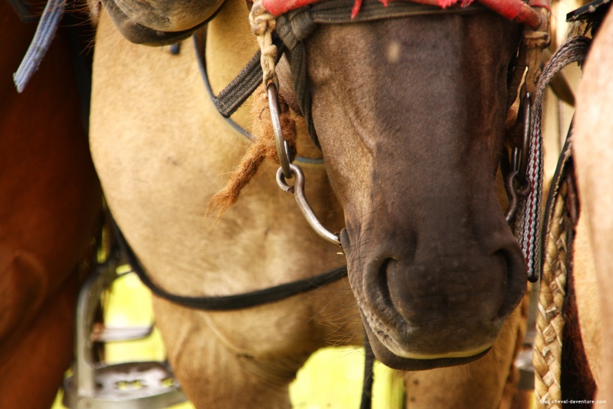 Tête de cheval  @Blog Cheval d-Aventure