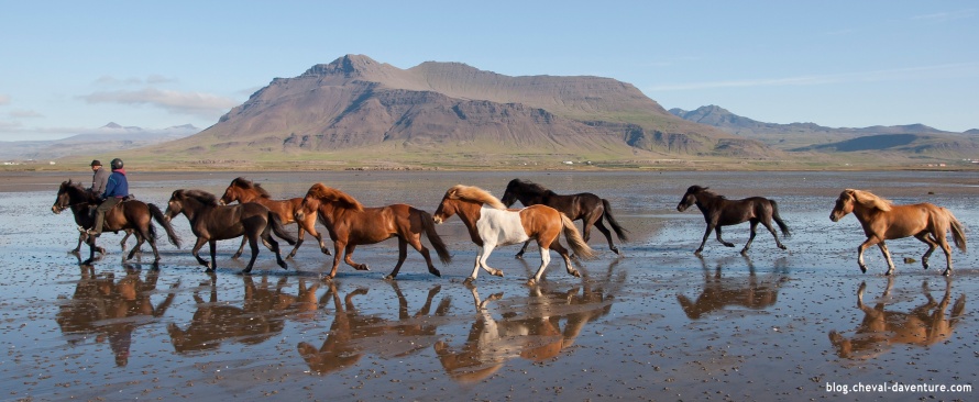 Chevaux Islandais dans la péninsule de Snaefellsness @Blog Cheval d'Aventure
