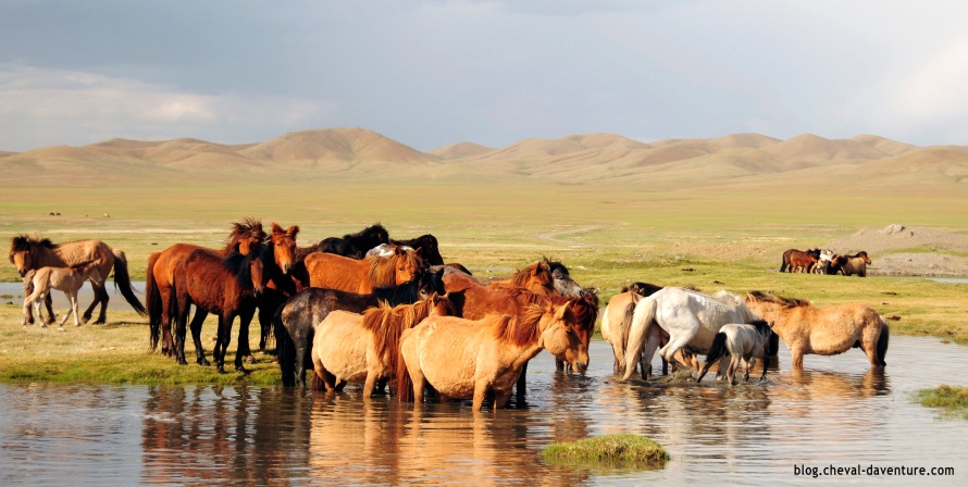 Troupeau de chevaux mongols @Blog Cheval d'Aventure