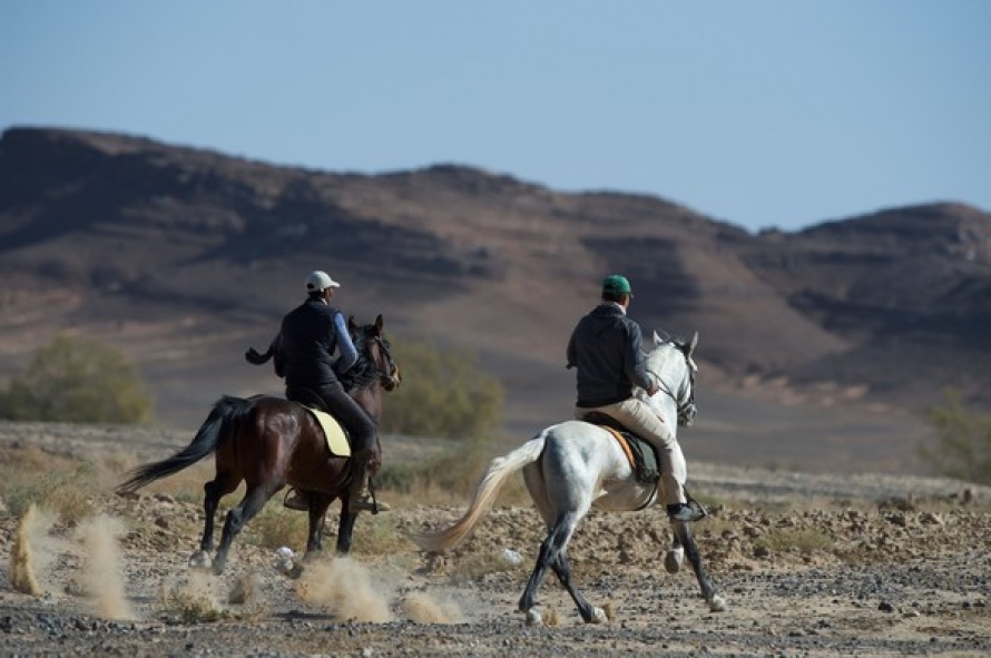 Les chevaux barbes et arabes-barbes filent comme le vent @Blog Cheval d'Aventure