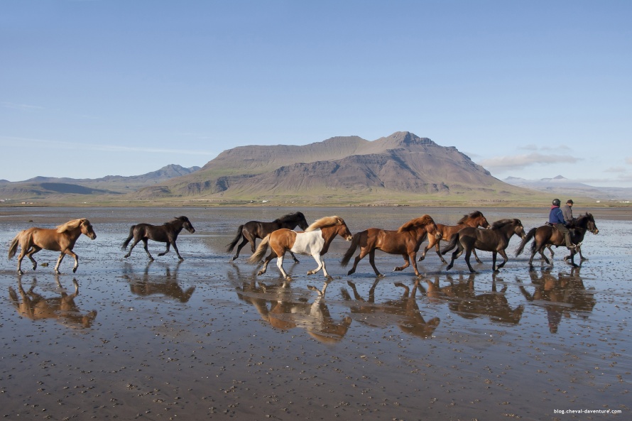 Chevaux en liberté en Islande @Blog Cheval d'Aventure