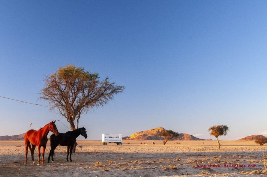 Dans ce désert aride, les arbres sont plus que rares @Blog Cheval d'Aventure