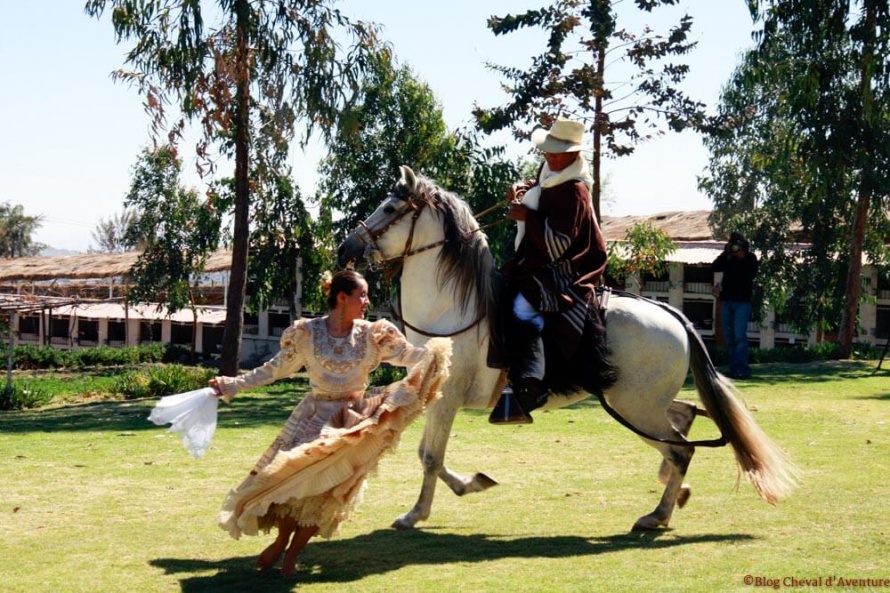 Le Paso Peruano est un formidable cheval de spectacle : on dirait qu'il danse ! @Blog Cheval d'Aventure