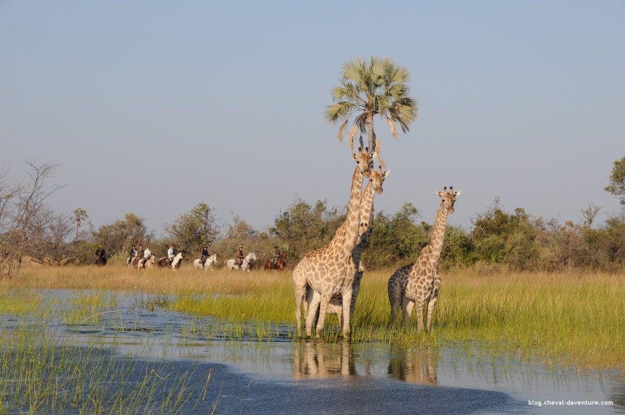 Approche à cheval de girafes @Blog Chevald'Aventure