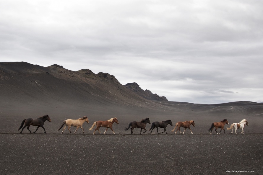 Troupeau de chevaux islandais @Blog Cheval d'Aventure