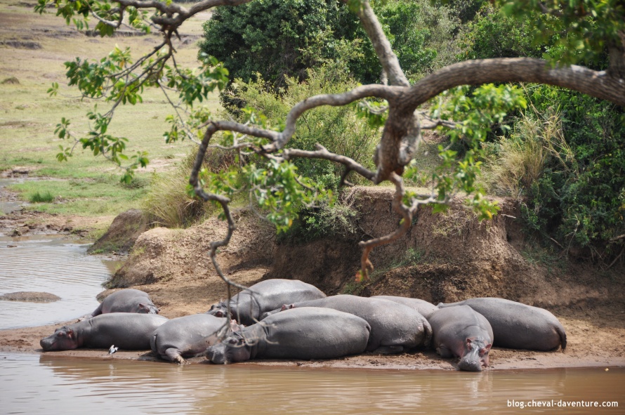 Groupe d'hippopotames au repos sur les berges @Blog Cheval d'Aventure