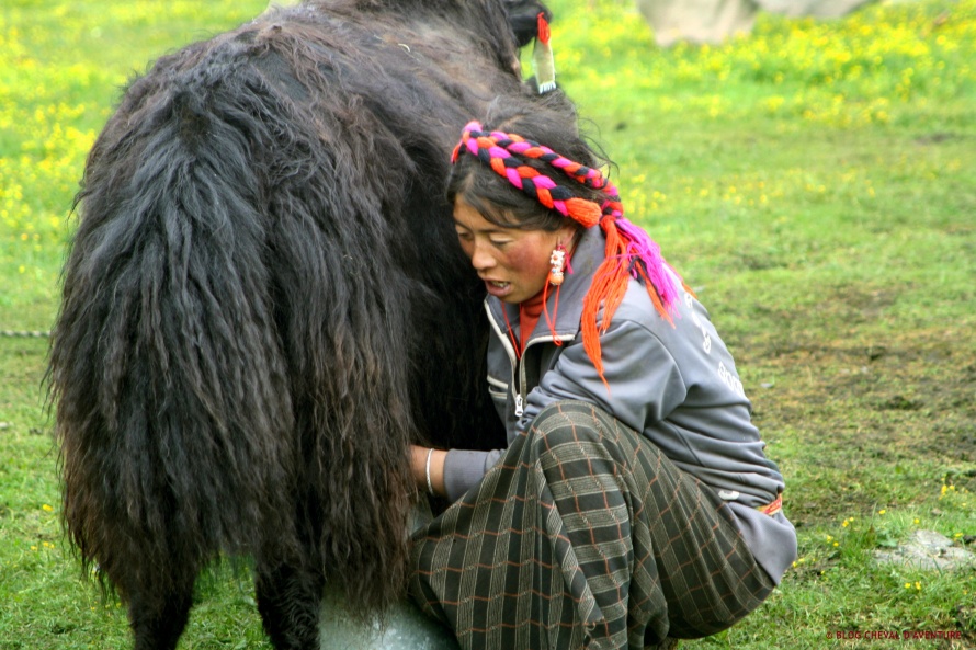 Le yack et la tibétaine @Blog Cheval d'Aventure