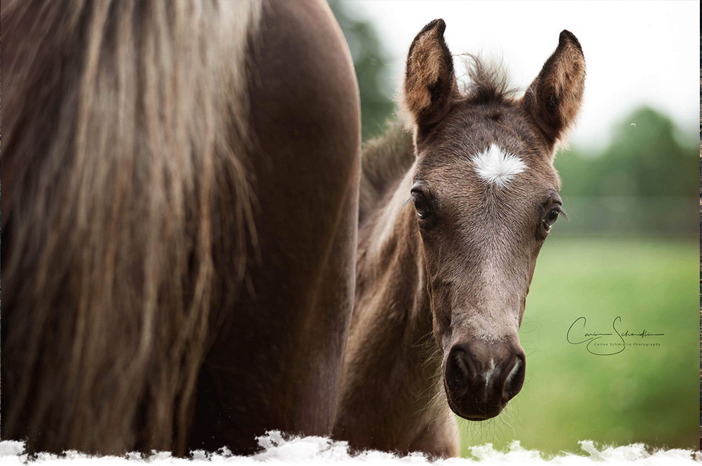 Le Rocky Mountain Horse un confort absolu ! Le Mag des cavaliers