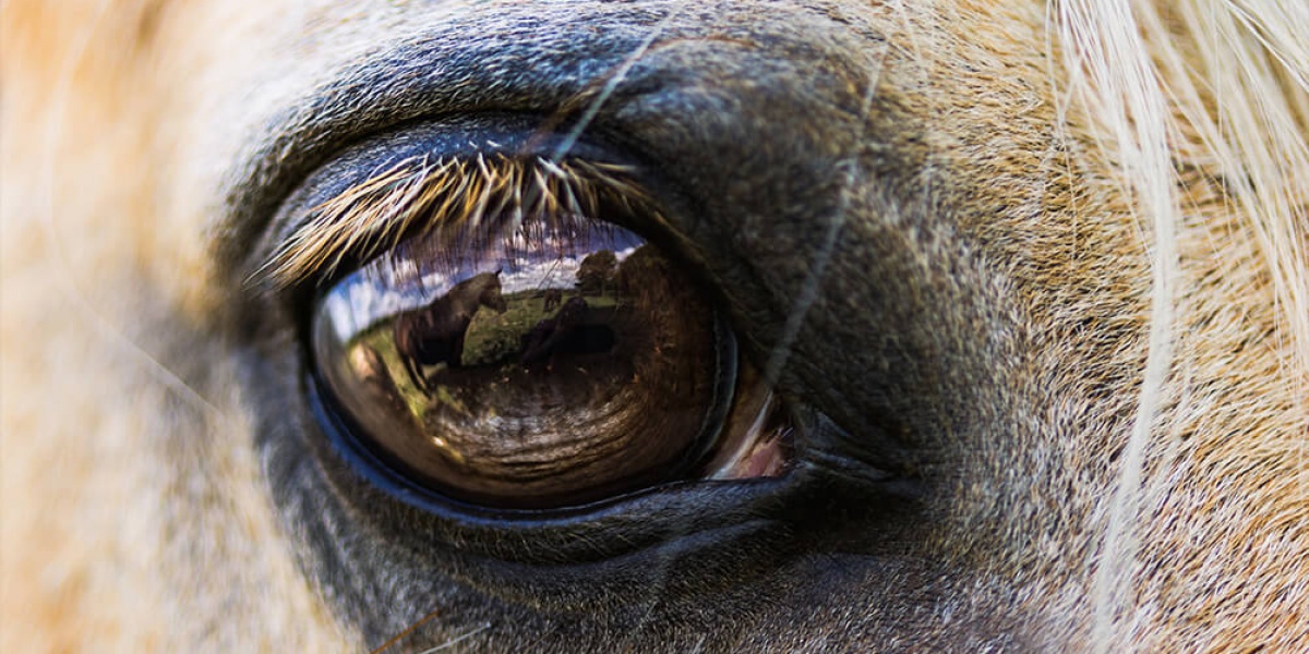 Le cheval en chiffre : 7 muscles oculaires