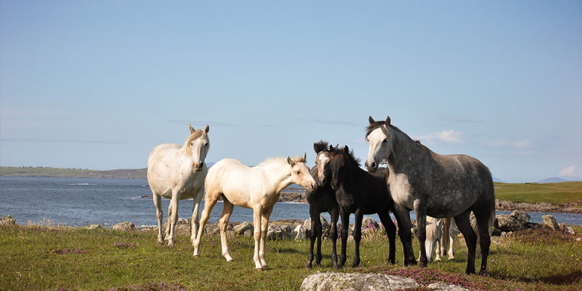 Festival équestre en Irlande : The Connemara Pony Show