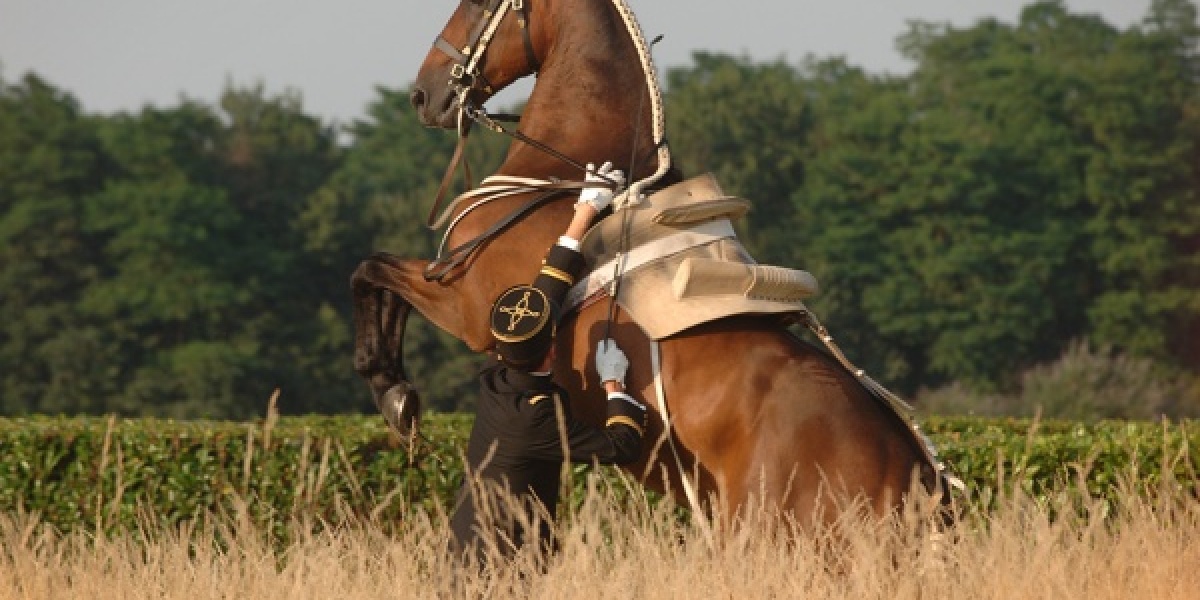 Saumur : capitale du cheval