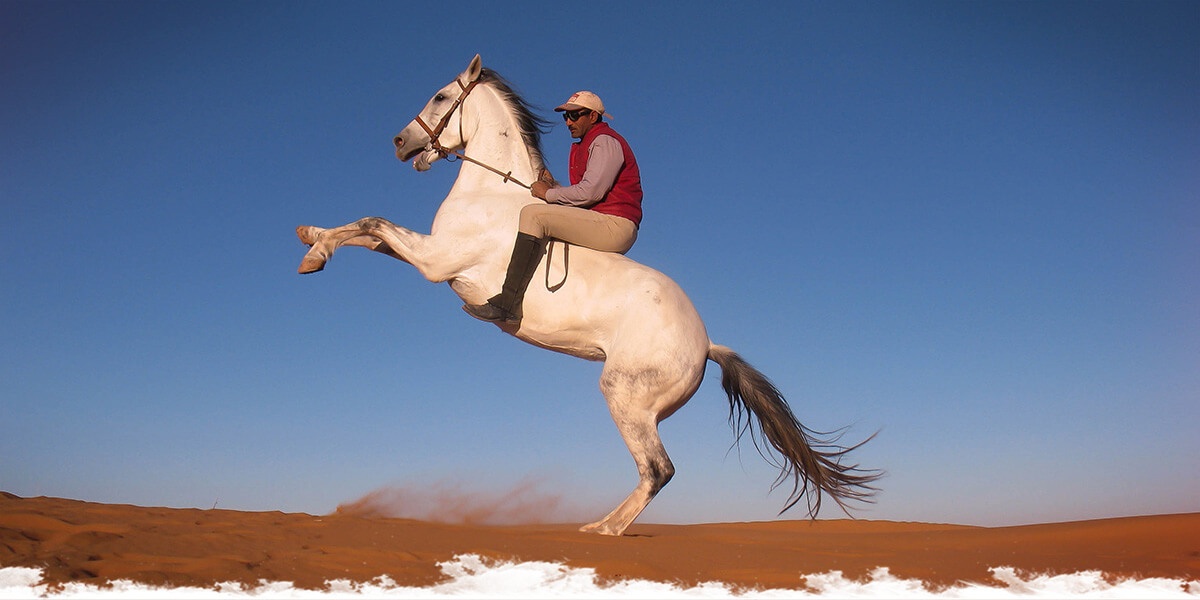 Le désert marocain, royaume du cheval