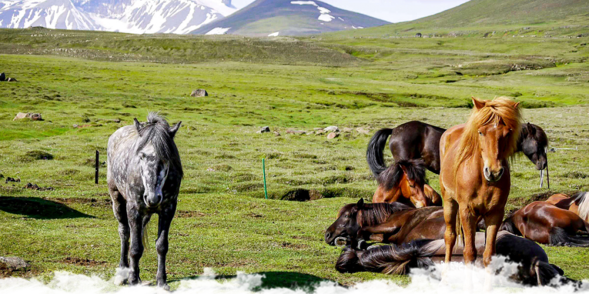 Les plus belles randonnées à cheval en Europe : notre sélection