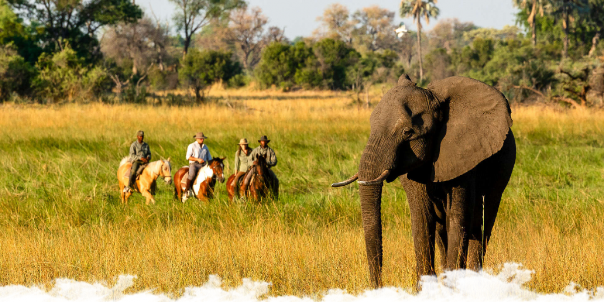Safari équestre au Botswana : L’Okavango au rythme du galop