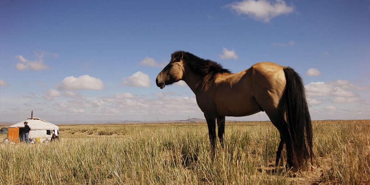 Le cheval Mongol