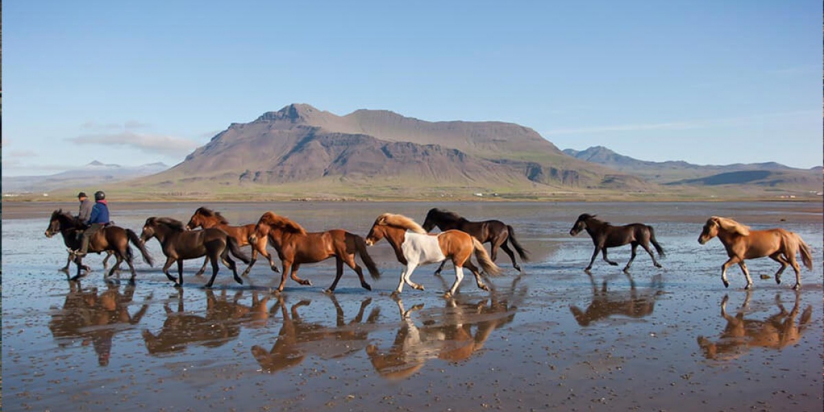 Race : le cheval Islandais