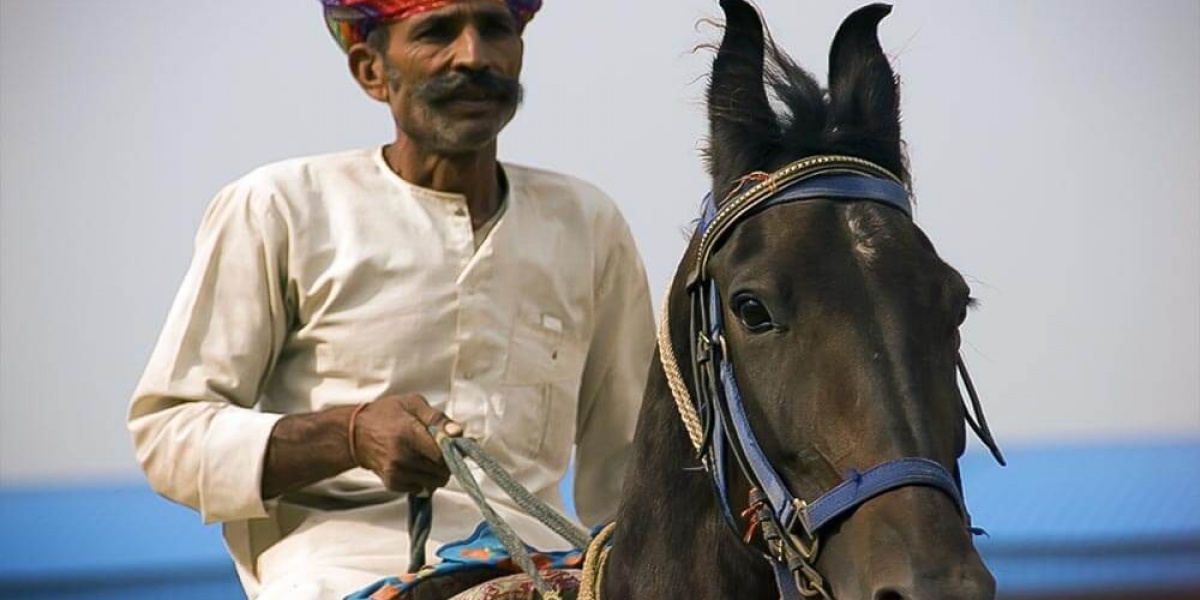 Le Marwari, cheval des seigneurs Rathore