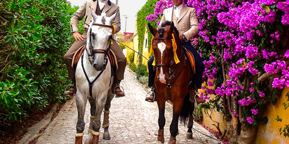 Le lusitanien et les traditions équestres portugaises