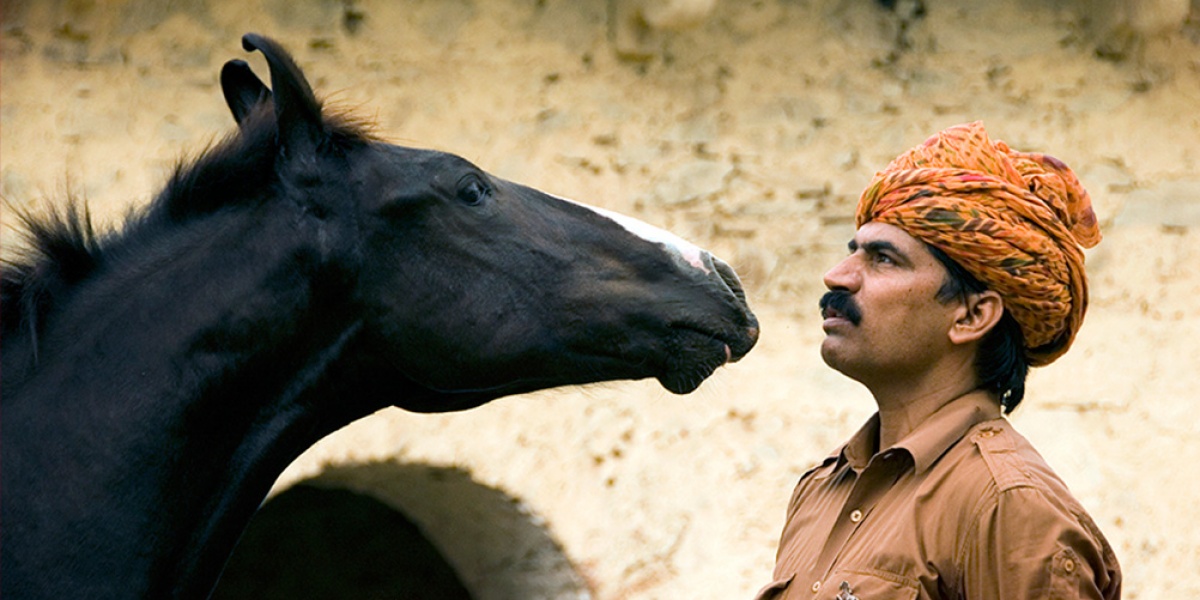 Une féérie équestre au Rajasthan