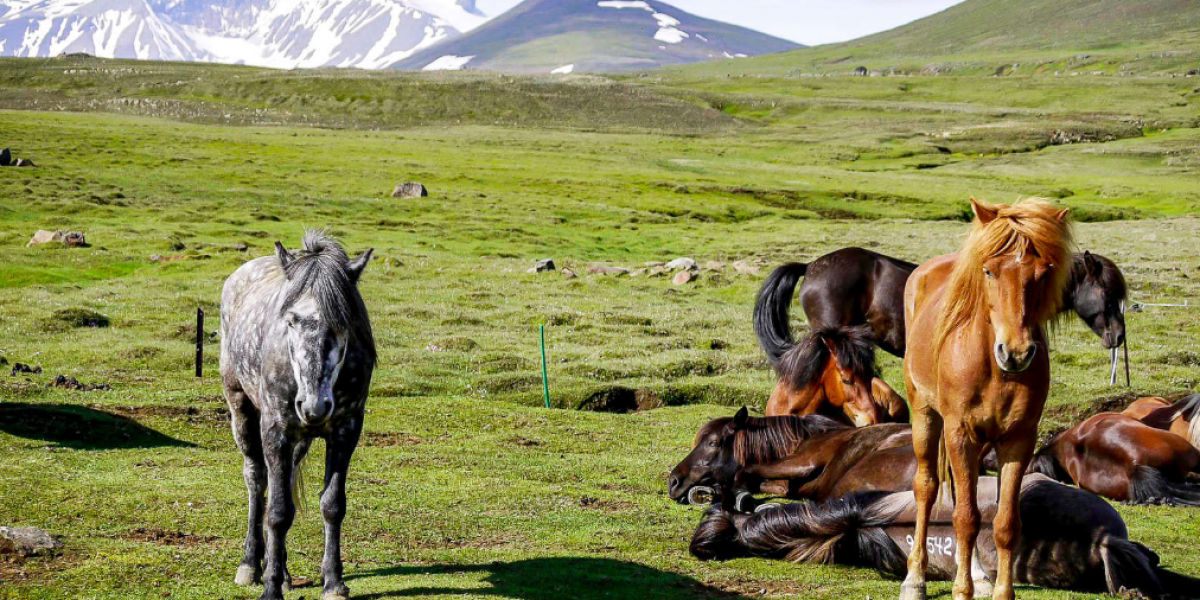 Les plus belles randonnées à cheval en Europe : notre sélection