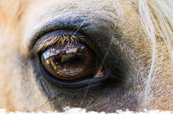 Le cheval en chiffre : 7 muscles oculaires