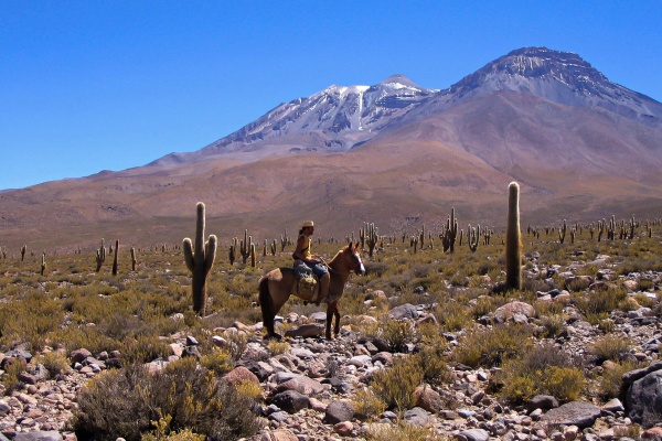 Le cheval en chiffre : 550  espèces dans le désert d'Atacama
