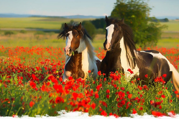 Le cheval en chiffre : 621 vétérinaires équins en France