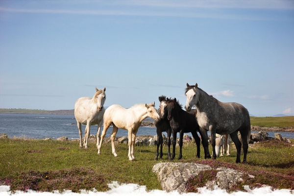 Festival équestre en Irlande : The Connemara Pony Show