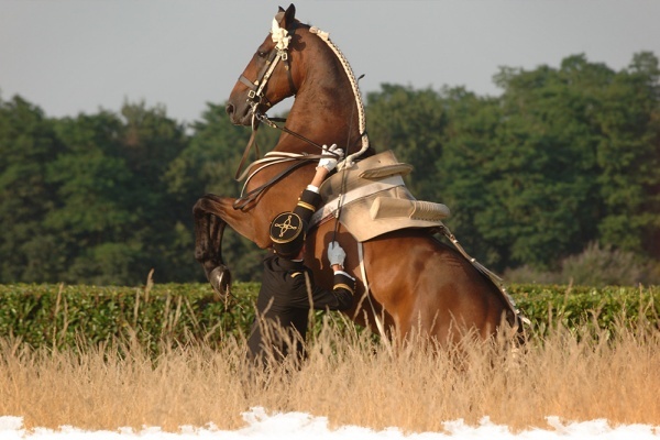 Saumur : capitale du cheval