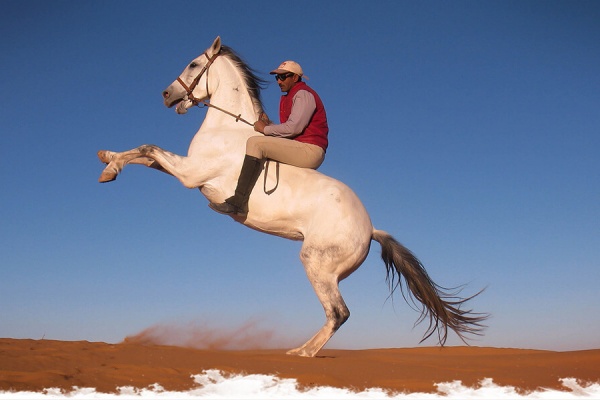 Le désert marocain, royaume du cheval