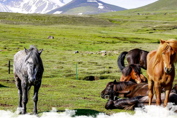 Les plus belles randonnées à cheval en Europe : notre sélection