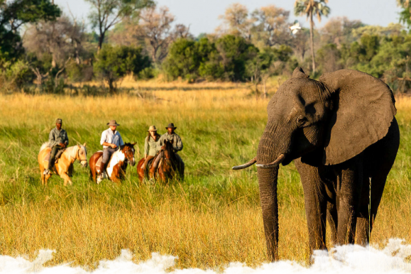 Safari équestre au Botswana : L’Okavango au rythme du galop