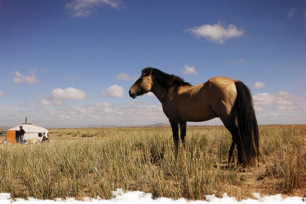 Le cheval Mongol