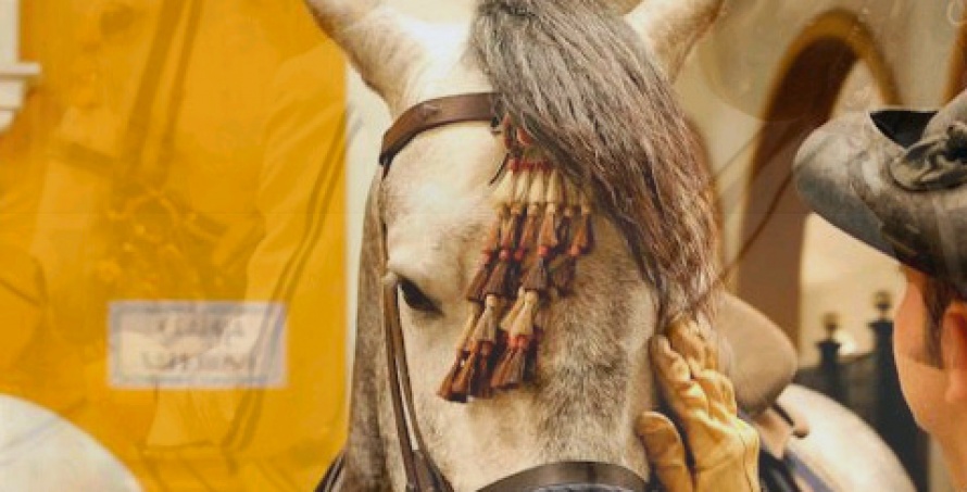 Cheval de l'Ecole Royale d'Art Equestre Andalouse @Blog Cheval d'Aventure