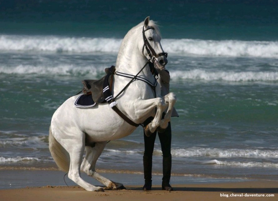 Cavalière de l'école Royale Andalouse d'Art Equestre