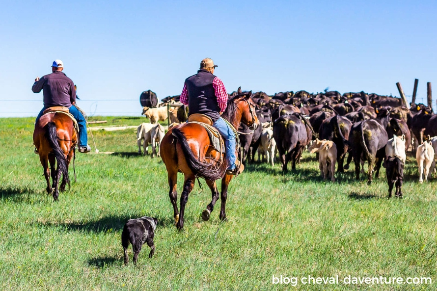 assurance voyage à cheval aux USA