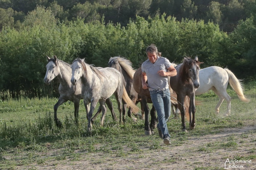 Des chevaux libres et heureux, en toute confiance © Annemarie Ledoux