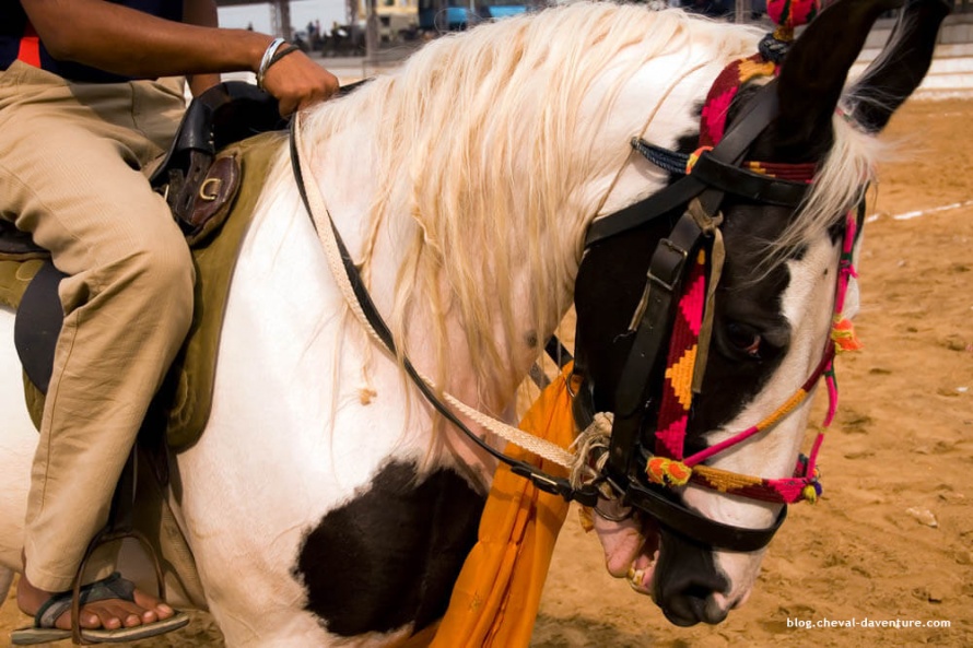 Les mors indiens ne sont pas doux pour la bouche du cheval @Blog Cheval d'Aventure