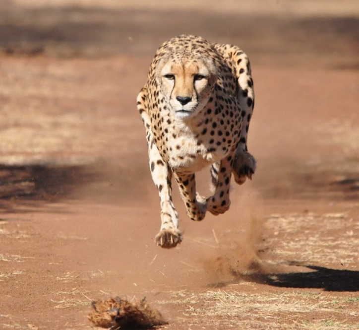 De tous les animaux terrestres, le guépard est le plus rapide sur une courte distance @Blog Cheval d'Aventure/Fotolia