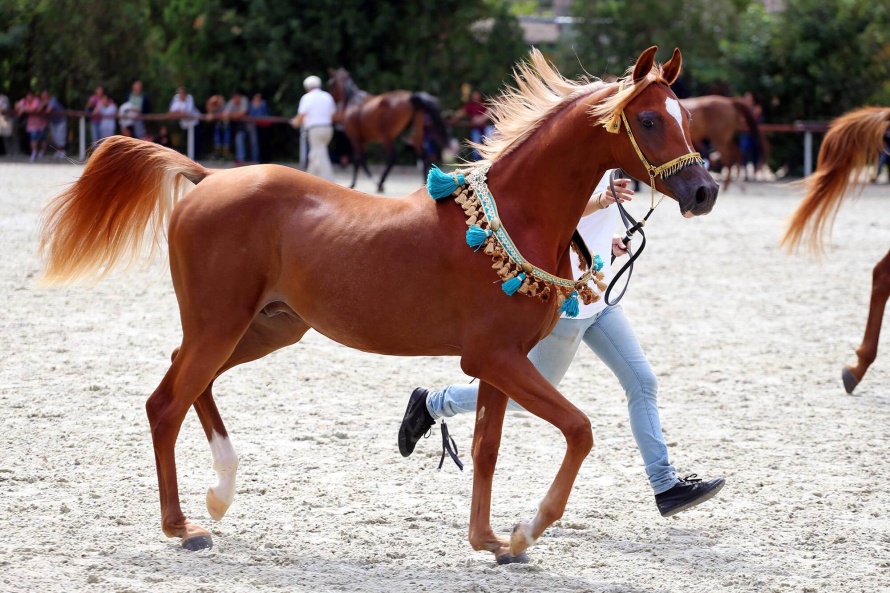 Le Pur-Sang Arabe est le cheval le plus endurant au monde @ Blog Cheval d'Aventure/Fotolia