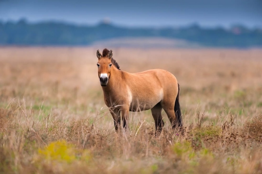 Le cheval de Przewalski a gardé son type primitif adapté aux grands espaces Fotolia/