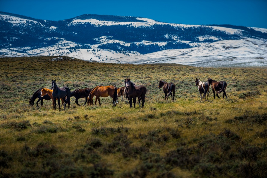 Mustangs américains à l'état sauvage au Wyoming@Blog Cheval d'Aventure