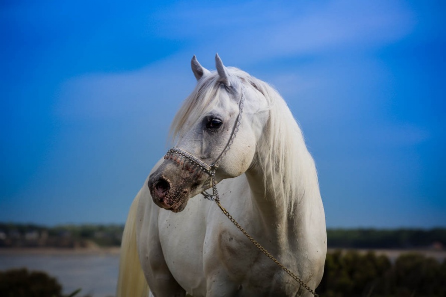Le Pur-Sang Arabe, sans doute le plus beau cheval au monde,  sera au coeur du Festival syrien pour