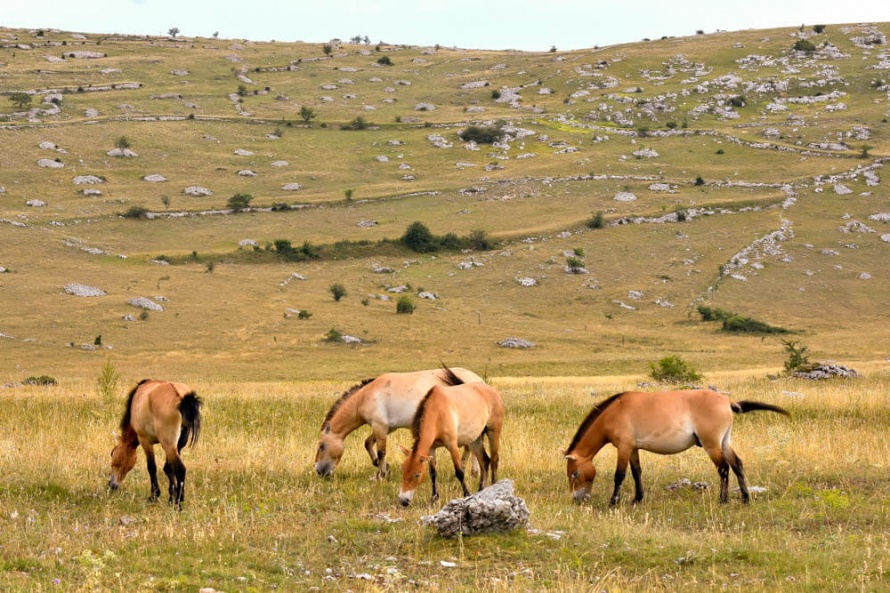 Hélène Roche étudie depuis longtemps les chevaux de Przewaslki