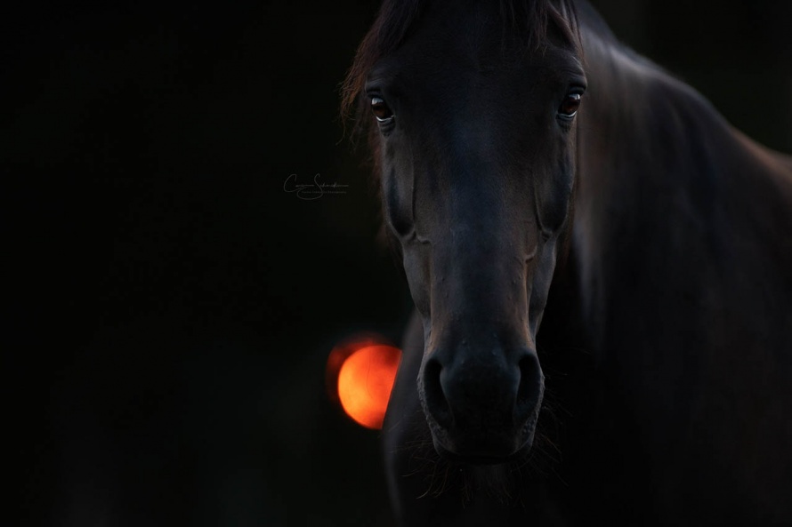 Un cheval, un rêve... © Carine Schmidlin