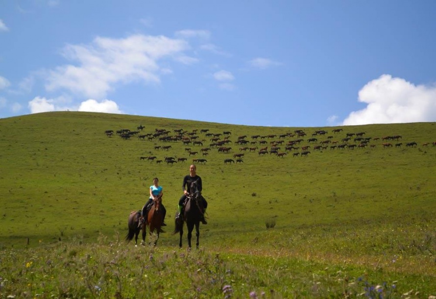 Les chevaux Kabardes sont toujours élevés en troupeau et en liberté@Blog Cheval d'Aventure