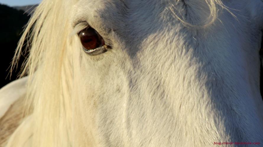 Regard d'un cheval @ Blog Cheval d'Aventure