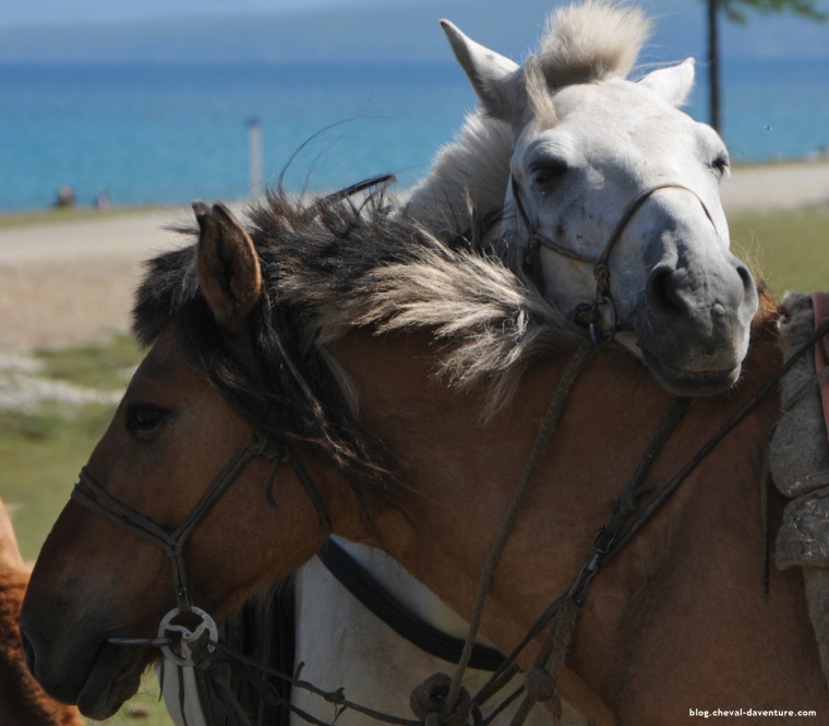 Complicité entre chevaux @Blog Cheval d'Aventure