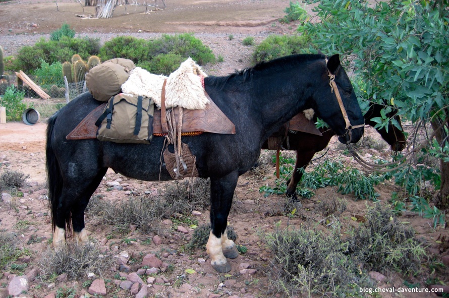 Le cheval criollo argentin @Blog Cheval d'Aventure