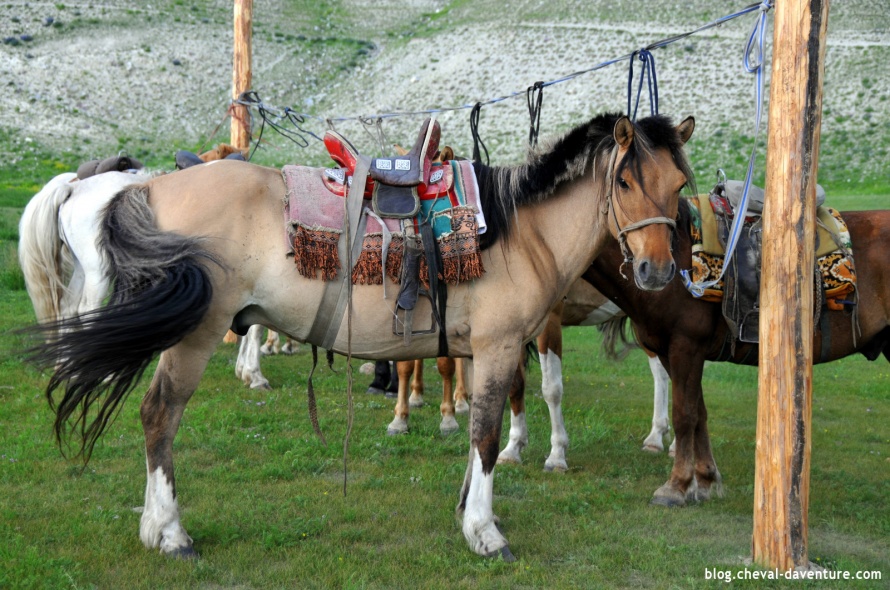 Harnachement d'un cheval mongol @Blog Cheval d'Aventure